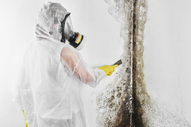 Best Residential Mold Remediation in Lexington, MI