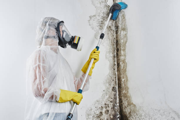 Best Crawl Space Mold Remediation in Lexington, MI