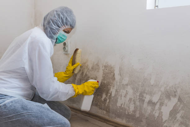 Best Kitchen Mold Remediation in Lexington, MI