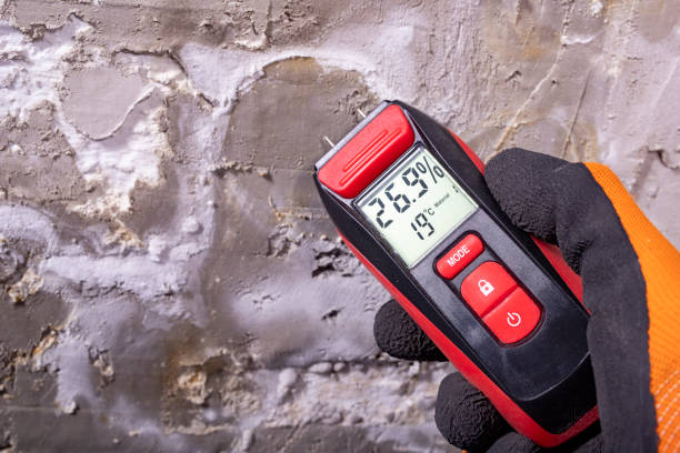 Best Basement Mold Remediation in Lexington, MI