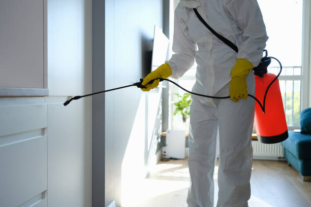Best Black Mold Remediation in Lexington, MI