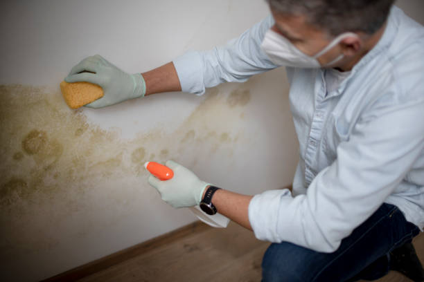 Best HVAC Mold Remediation in Lexington, MI