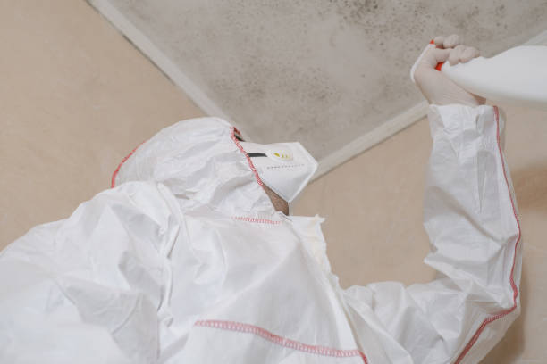 Best Mold Remediation for Schools in Lexington, MI