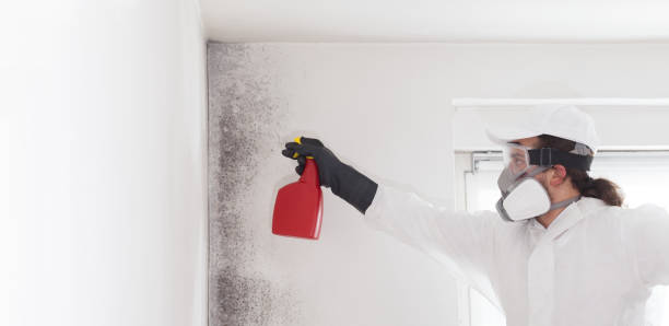 Best Industrial Mold Remediation in Lexington, MI