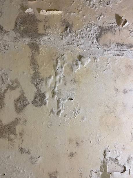 Best White Mold Remediation in Lexington, MI