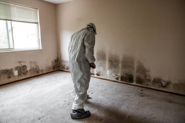 Best White Mold Remediation in Lexington, MI
