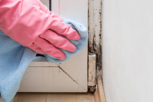 Best Post-Flood Mold Remediation in Lexington, MI