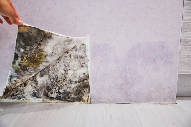 Trusted Lexington, MI Mold Remediation Experts